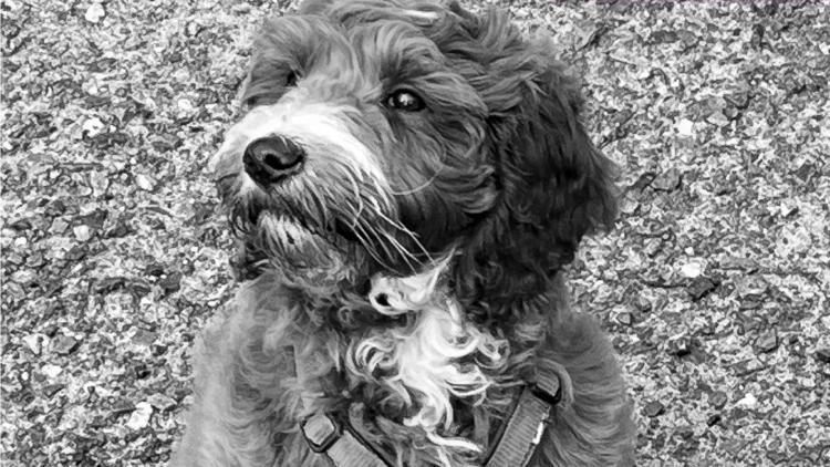 Solarbeleuchtung für Hundeauslaufplätze